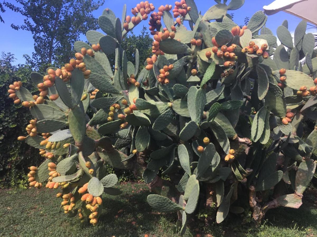 Il Giardino Degli Agrumi กาแซร์ตา ภายนอก รูปภาพ