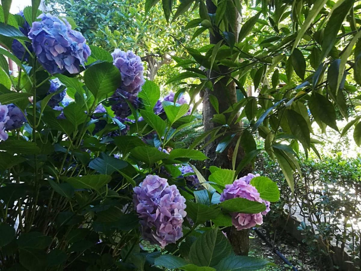 Il Giardino Degli Agrumi กาแซร์ตา ภายนอก รูปภาพ